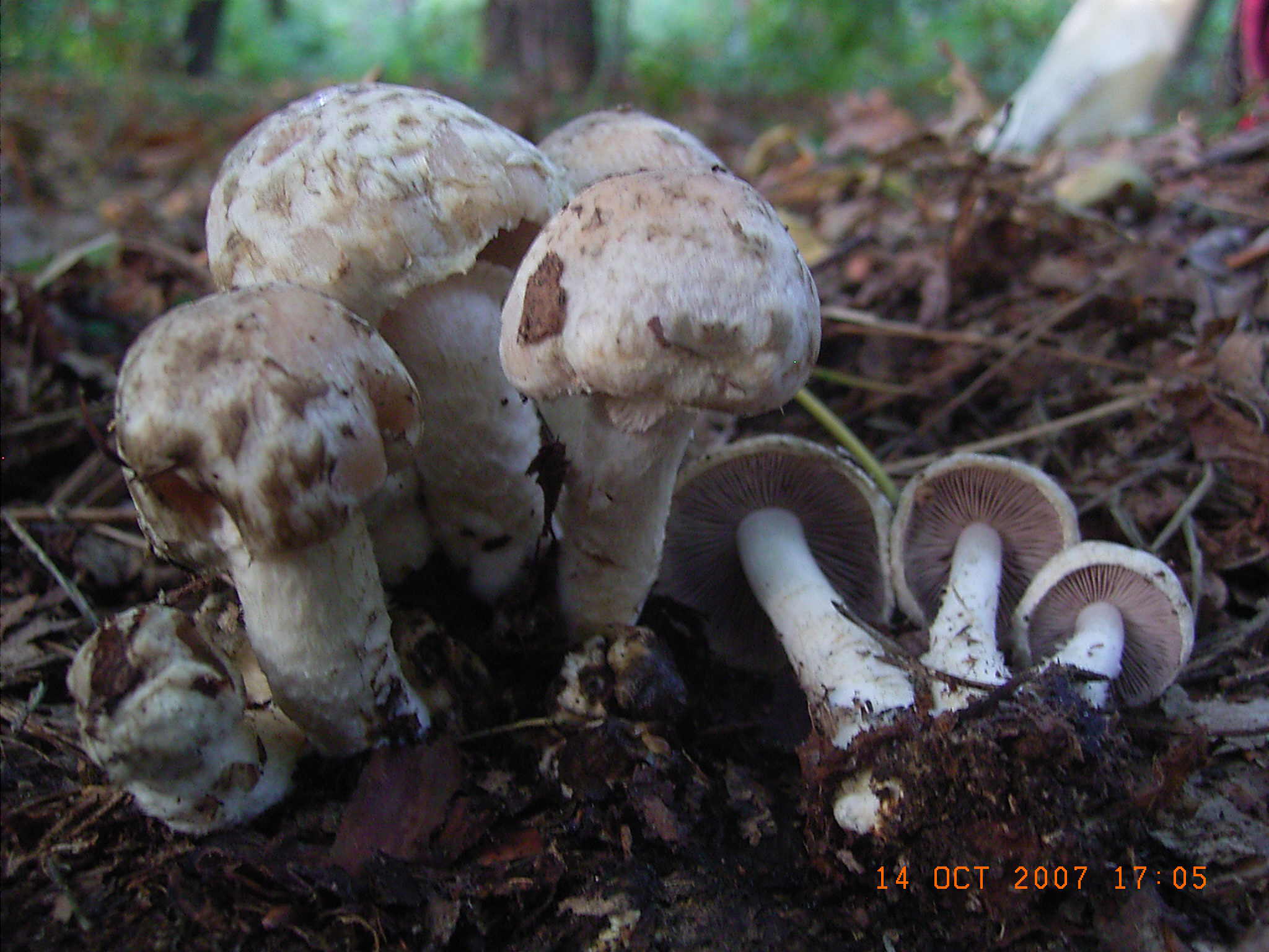 Volvariella surrecta, Psathyrella cotonea, Xylaria polimorph